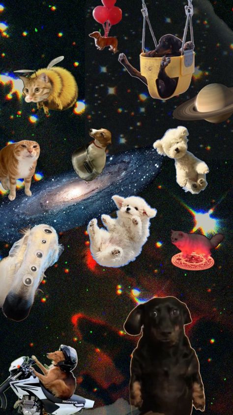 dogs in space :o Funny Dog Wallpaper, Dog Wallpaper, Funny Dogs, Funny, Dogs