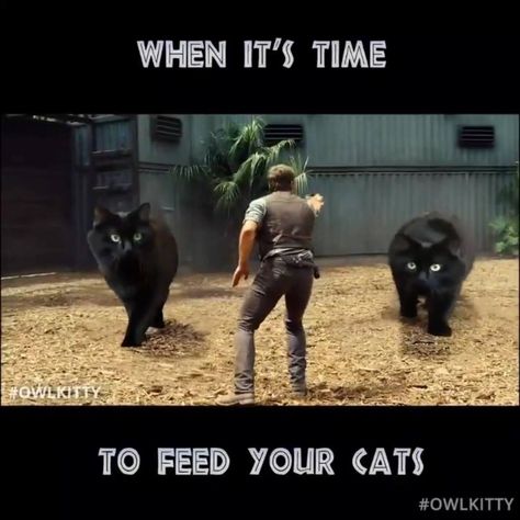 Animals Doing Things - The Best of Owl Kitty Cute Little Kittens, Funny Animal Quotes, Kitten Pictures, Cute Cat Gif, Cats Kittens, Funny Cat Memes, Cats Cute, Animal Jokes, Cute Kittens