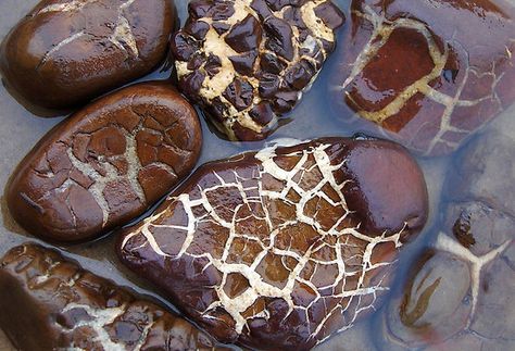 Septarian stones - Septarian (also known as Dragonstone) gets its name from the Latin word "saeptum", which means a small wall or enclosure. The mineral-filled cracks that divide the walls of the septarian concretion give this stone a distinctive appearance. Lake Michigan Stones, Mineral Identification, Rock Identification, Lake Michigan Beaches, Michigan Beaches, Rocks And Fossils, Rock Hunting, Geology Rocks, Rock Minerals