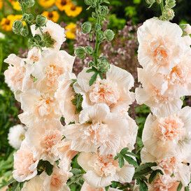 Flower Seeds | 600+ Varieties by the Packet or in Bulk | Eden Brothers Hollyhock Seeds, Front Path, Fall Perennials, Hollyhocks Flowers, Champagne Flowers, Lily Bulbs, Amaryllis Bulbs, Country Gardens, Champagne Pink