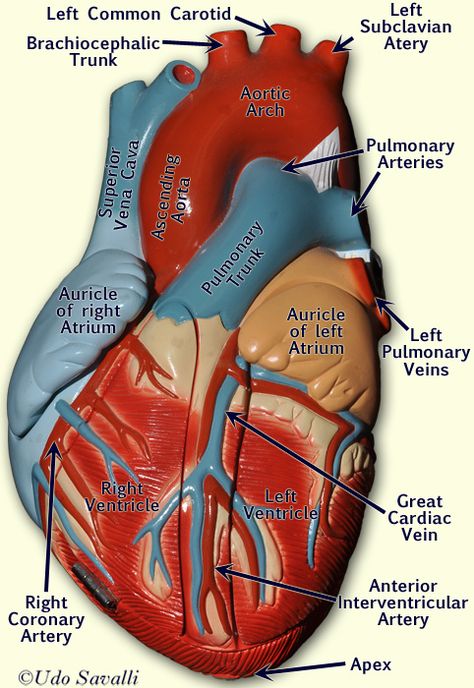 BIO202-Heart Model Human Heart Anatomy, Human Body Facts, Heart Model, Basic Anatomy And Physiology, Ob Nursing, Nurse Study Notes, The Human Heart, Heart Anatomy, Pharmacology Nursing