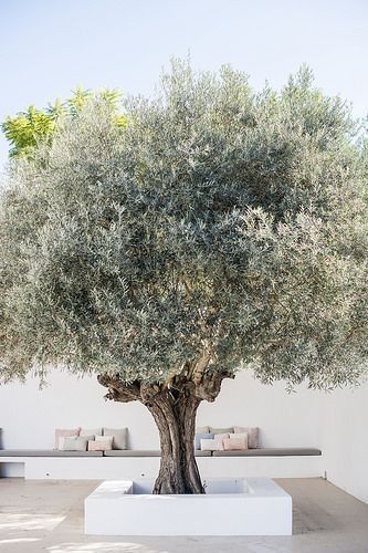 Minimalist Garden, Mediterranean Garden, Interior Modern, Outdoor Inspirations, Courtyard Garden, Garden Trees, Olive Tree, Outdoor Design, Dream Garden