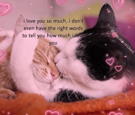 I Love You Cat, Couple Tropes, Cat Rizz, Memes For Him, Night Couple, All My Heart, Cute Good Morning, I Love My Girlfriend, Cat Icon