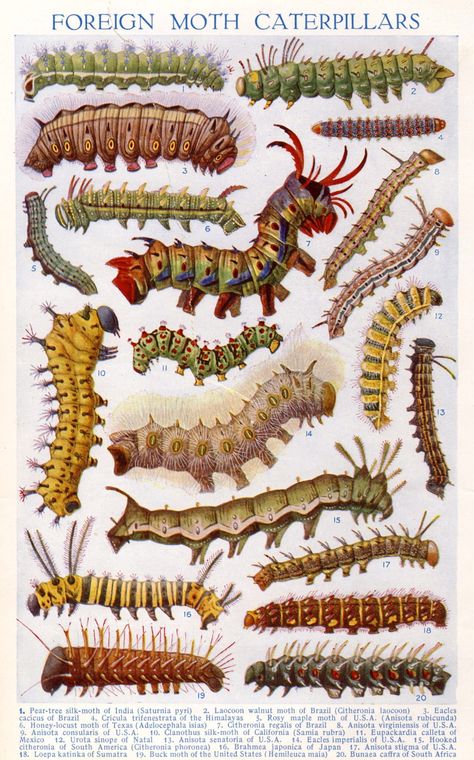 Scientific Illustration — intheheatherbright: Moth Caterpillars. Arthur... Colorful Moths, Moth Caterpillar, Insect Print, Science Illustration, Beautiful Bugs, Insect Art, Scientific Illustration, Bugs And Insects, Nature Illustration