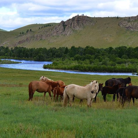 Horsetrekking in Mongolia is always a nice opportunity to see herds of Mongolian horses, living their natural equine lifestyle in their… Mongolian Aesthetic, Mongolia Aesthetic, Mongolian Nature, Mongolian Horses, Mongolian Horse, Horse Aesthetic, Grass Field, The Grove, Horse Breeds