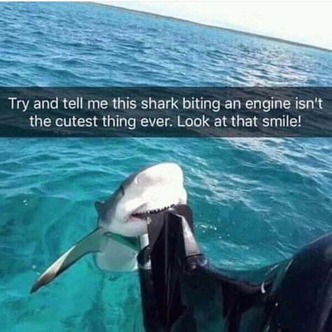 Smiling Shark, Sharks Funny, Crush Memes, Shark Bites, Shark Week, Disney Memes, Cutest Thing Ever, Animal Jokes, Baby Shark