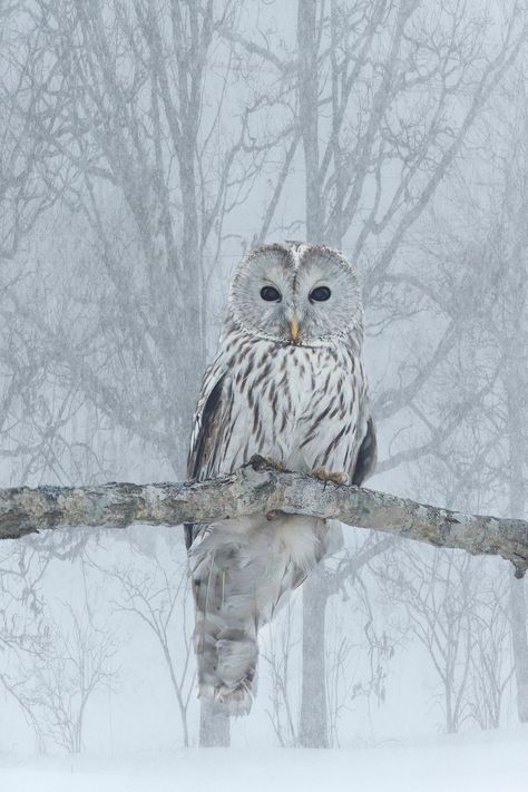 I spotted this Ural owl in a forest on Hokkaido, Japan during my last photo tour there. I had never seen one before. The original background was very busy and distracting with multiple branches, so I ... Owl At Night Photography, Winter Birds Photography, Snowy Owl Photography, Snow Owl Aesthetic, Snowy Owl Aesthetic, Owl In Snow, Ural Owl, Snow Owls, Original Background