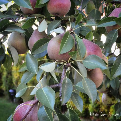 Crock pot Vanilla Pear Butter Recipe Pear Butter Recipe, Homestead Recipes, Pear Butter, Butter Recipe, Preserving Food, Delicious Chocolate, Food Obsession, Crock Pot, Hostess Gifts