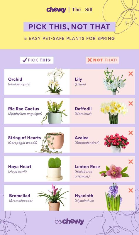 Bring Home These 5 Pet-Safe Plants for Spring | BeChewy Plants Not Safe For Cats, Bird Safe Plants, Plants That Are Safe For Dogs, Safe Plants For Dogs, Pet Safe Outdoor Plants, Dog Safe Flowers, Plants That Are Safe For Cats, Pet Safe Flowers, Cat Safe Flowers