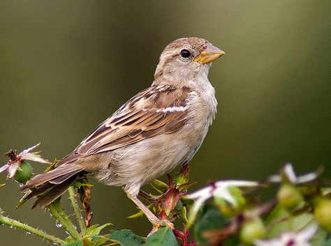 Female House Sparrow Female Sparrow, Female House Sparrow, Sparrow Drawing, Sparrow Art, Tattoo Animal, Bird Facts, Bird Quotes, House Sparrow, Sparrow Bird