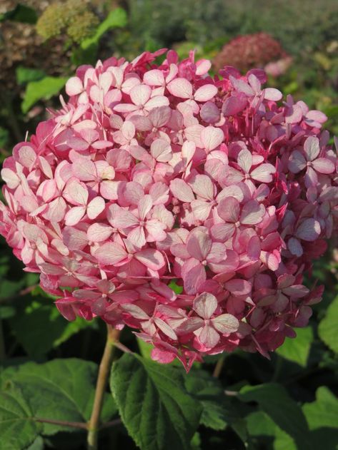 Pink Annabelle Hydrangea, Hydrangea Arborescens Annabelle, Annabelle Hydrangea, Hydrangea Arborescens, Red Bud, Big Flowers, Back Garden, Summer Garden, Nurseries