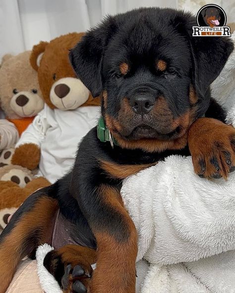 Dogs Rottweiler, Dogs Rottweiler Puppies, Rottweiler Dog Puppy, Cute Rottweiler Aesthetic, Rot Puppies Rottweilers, Cute Dog Costumes, Puppy Mom, Rottweiler Lovers, Rottweiler Love