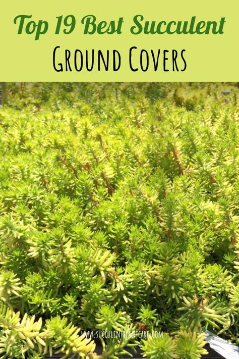 Top 19 Best Succulent Ground Covers with pictures Ground Cover Succulents, Nature Rooms, Sedum Ground Cover, Succulent Ground Cover, Wildlife Pond, Sedum Plant, Nature Room, Plant Tips, Seaside Garden