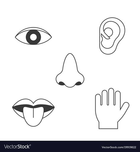 Senses Aesthetic, Senses Illustration, Senses Drawing, Body Parts Drawing, Thing To Learn, Outline Pictures, Body Preschool, Best Eyes, Drawing Pencil Sketches