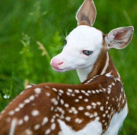 17 Rare-Colored Animals That Are Simply Gorgeous - I Can Has Cheezburger? Albino Animals, Unusual Animals, Rare Animals, Airbrush Art, Baby Deer, Amazing Animals, Unique Animals, Sweet Animals, The Grass