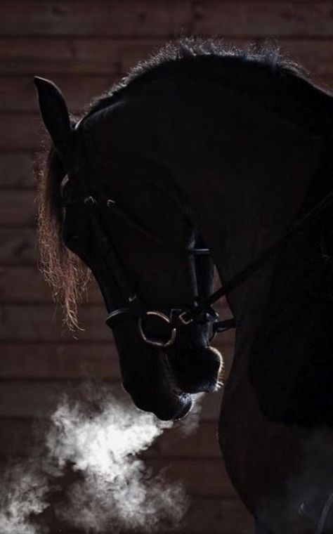 Equestrian Aesthetic, Horse Ears, Horse Wallpaper, Horse Aesthetic, Black Horses, Friesian Horse, All The Pretty Horses, Horse Crazy, Black Horse