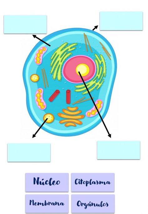 Animal Cell Labeled, Animal Cell Anatomy, Biology Games, Cells Worksheet, Animal Cell, Printable Animals, Plant Cell, School Subjects, Health Facts