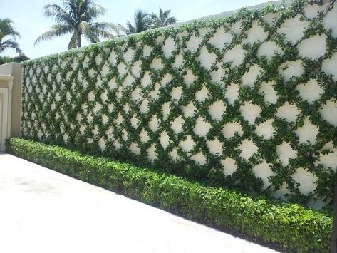 Friday Favorites – Trellised Vines and Espaliered Trees Wall Climbing Plants, Vine Trellis, نباتات منزلية, Garden Vines, Desain Lanskap, Vertical Gardens, Walled Garden, Wall Garden, Backyard Garden Design