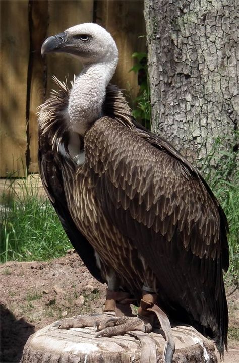 Rüppell's Griffon Vulture (Gyps rueppellii) - occurs throughout the Sahel region of central Africa. Griffon Vulture Drawing, Vulture Reference, Griffin Vulture, Vulture Marvel, Griffon Vulture, Raptors Bird, List Of Birds, Central Africa, Buzzard