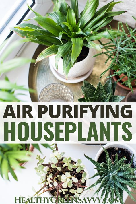 Did you know that indoor air can be five times more polluted than outside? These air-purifying houseplants can help clean the air in your home and make it healthier for you and your family. #airquality #houseplants | healthy home | green living tips | improve air quality | Planet Decor, Best Air Purifying Plants, Low Maintenance Indoor Plants, Air Purifying House Plants, Interior Design Minimalist, Inside Plants, Coffee Plant, Light Bedroom, Best Indoor Plants