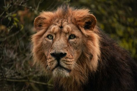 Lioness With A Mane Documented In Botswana Is Changing The Game For Her Pride Maned Lioness, Dangerous Lion, Lion Photos, Female Lion, Lions Photos, Okavango Delta, Lion Images, Male Lion, African Lion