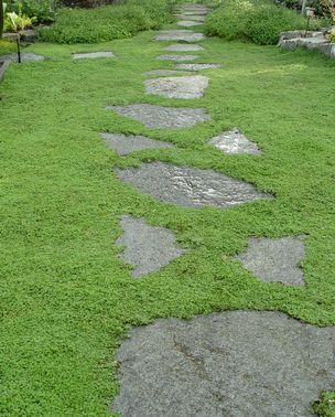 Corsican Mint ~ Wonderful, mat forming groundcover that features tight green, aromatic foliage. Tiny lavender flowers in summer. Plant as a lawn substitution or between stones so that the gentle scent of mint is released when walked on. Excellent for front entryways and back patios. Will take moist areas as well as normal landscape scenarios and will reseed easily in the garden. Lawn Care Diy, Corsican Mint, Garden Walkways, Grass Alternative, Step Stones, Lawn Alternatives, Lawn Design, Garden Walkway, Shade Perennials