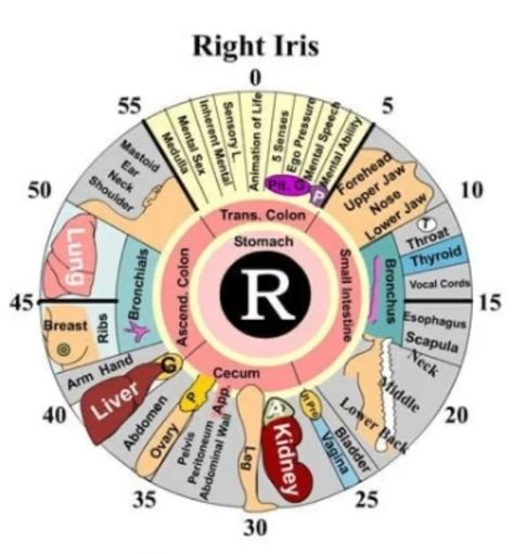 Iridology Chart, Eye Health Facts, Dr Morse, Basic Anatomy And Physiology, Reflexology Chart, Cupping Therapy, Body Is A Temple, Naturopathy, Health Guide