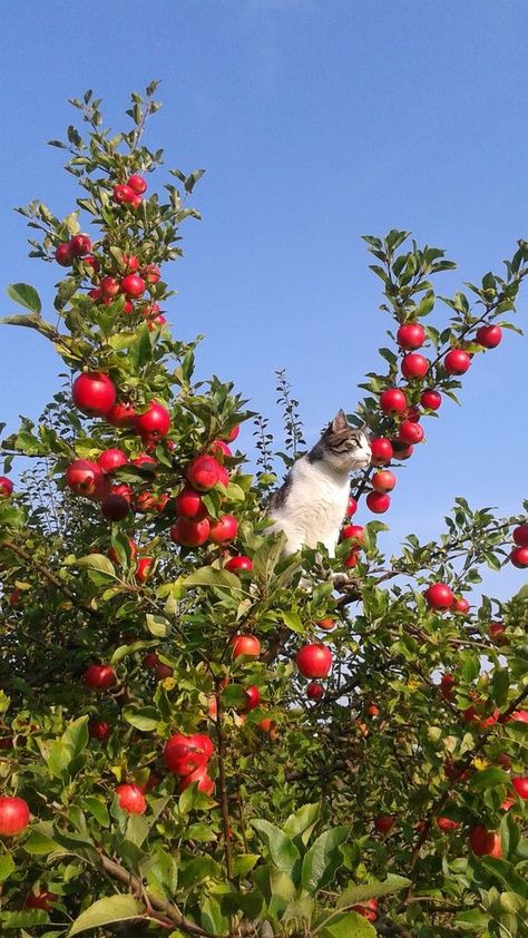 Morning Garden, Ragdoll Kittens, Apple Tree, Alam Yang Indah, Cute Creatures, Nature Aesthetic, Pretty Cats, Blonde Bob, Bob Cut