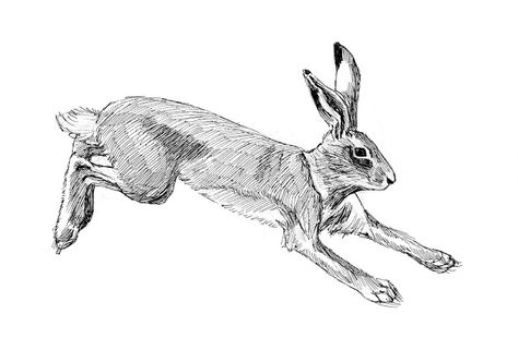 Rabbit Running Sketch Tattoo Idea Melinda Josie, Hare Sketch, Rabbit Running, Running Drawing, Running Illustration, Hare Illustration, Running Tattoo, Hare Print, Bunny Tattoos