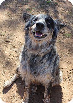 Australian Shepherd/Australian Cattle Dog Mix Dog for adoption in Burleson, Texas - Parker Australian Shepherd Blue Heeler, Laird Hamilton, Adopted Dog, Australian Cattle Dog Mix, Heeler Puppies, Shepherd Mix Dog, Blue Heeler Dogs, Australian Shepherd Mix, Hybrid Dogs