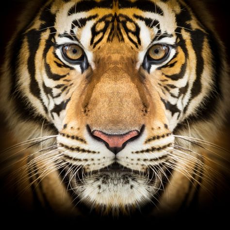 Cara de tigre siberiano Foto Premium | Premium Photo #Freepik #photo #natureza #animal #gato #tigre Wild Tiger, Siberian Tiger, Tiger Face, Wildlife Photos, Endangered Animals, Face Photo, Wildlife Photography, Premium Photo, Dark Backgrounds