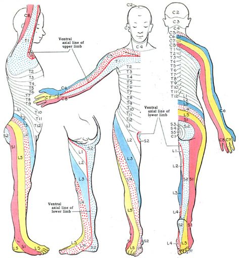 Nerve Anatomy, Referred Pain, Magnet Therapy, Craniosacral Therapy, Nerve Fiber, Spinal Nerve, Spinal Injury, Spine Health, Lower Limb