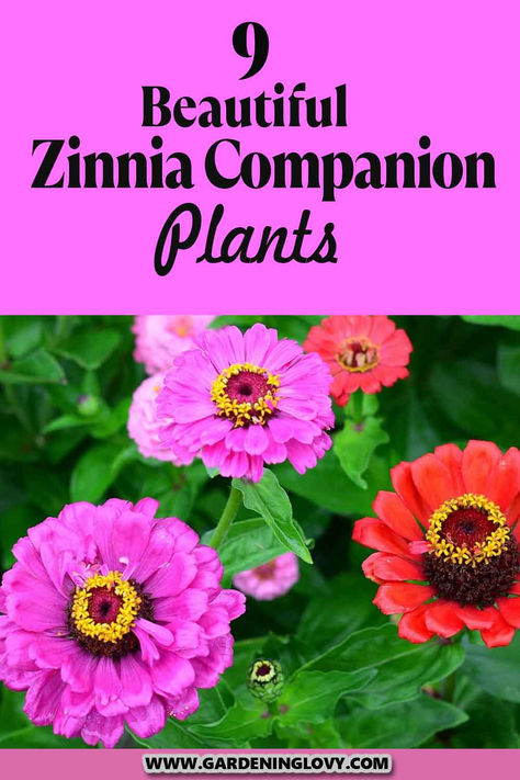 Do you have zinnias in your garden? Are you thinking of What To Plant With Zinnias Flower? Read on to get ideas about the plants that you can add. What To Plant With Zinnias Flower Beds, Are Zinnias Perrenials, Zinnias In Garden, Zinnia Bed Ideas, Zinnia Flower Bed Ideas, Zinnia Planter Ideas, Growing Zinnias In Containers, How To Grow Zinnias, Zinnia Companion Plants