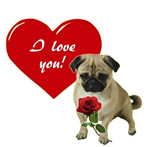 Hello my friends. If you are looking for a special Valentine's gift for your loved ones, then look at my new Love Pug Edition.  Until tomorrow you get your shipment free (for order values 30$ or more).  Coupon Code: LOVE15  Look now! at ThePugfather.com  #thepugfather #tonythepug #pugs #dogs #puglife #pug #valentines Pug Valentine, Valentine Wishes, Cute Pugs, Pug Life, Pug Love, Pug, New Love, Cool Stickers, Valentine Gifts