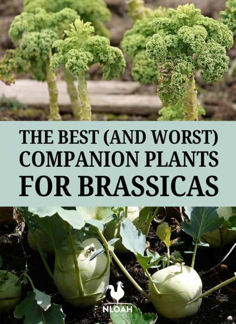 Here's what you can and cannot grow along brassicas (cabbage, broccoli, kale etc.) to save space and prevent pests and disease. #nloah #gardening #permaculture Kale Companion Plants, Cabbage Companion Planting, Planting Broccoli, Companion Planting Layout, Cold Weather Plants, Planting Layout, Cabbage Broccoli, High Tunnel, Companion Planting Chart