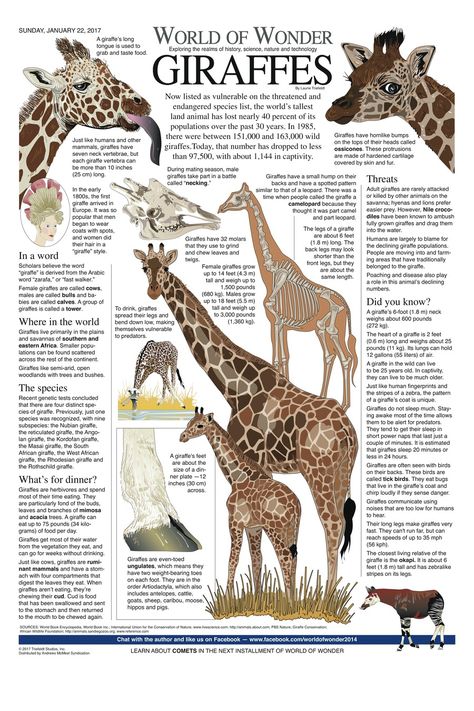 Zoo Signage, Giraffe Facts, Animal Infographic, Giraffe Pictures, Animals Information, Giraffe Art, World Of Wonder, Animal Science, Cute Giraffe