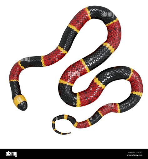 Download this stock image: Eastern coral snake 3D illustration. - 2K07TR7 from Alamy's library of millions of high resolution stock photos, illustrations and vectors. Coral Snake, Image Processing, 3d Illustration, Photo Image, High Resolution, Stock Images, Coral, Resolution, Stock Photos