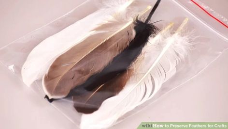 Simple Ways to Preserve Feathers for Crafts: 8 Steps Types Of Feathers, Feather Collection, Citronella Essential Oil, Citronella Oil, Feather Crafts, Exotic Pets, Bird Feathers, In A Box, Simple Way