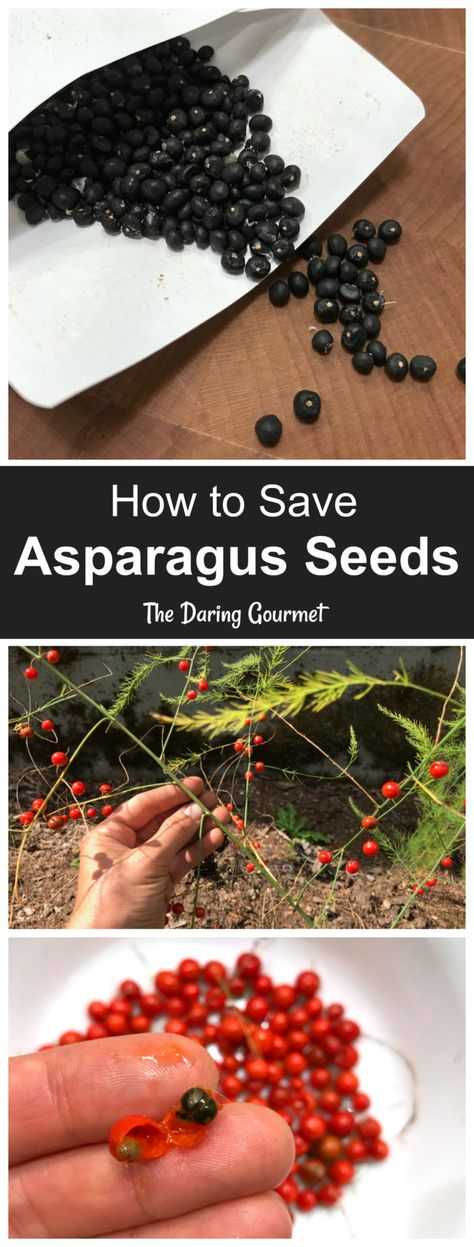 How to Save and Store Asparagus Seeds Asparagus Seeds How To Grow, Saving Seeds From Vegetables, Asparagus Growing, Asparagus Plants, How To Store Asparagus, Storing Seeds, Asparagus Seeds, Bee Yard, Asparagus Plant