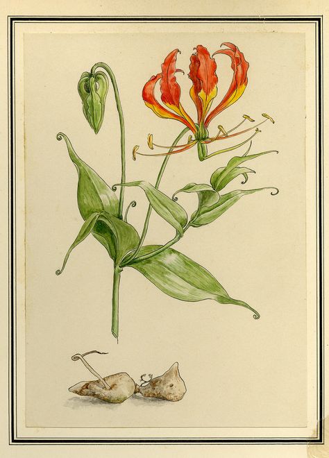 Botanical Drawing of Gloriosa Lily (Gloriosa Superba) | This species is a perennial herb growing from a fleshy rhizome. The plant likely is pollinated by butterflies and sunbirds. It grows in many types of habitat, including tropical jungles, forests, thickets, woodlands, grasslands, and sand dunes. It can grow in nutrient-poor soils and can be found at as high as 2500 metres in elevation. This plant is poisonous, toxic enough to cause human and animal fatalities if i Gloriosa Superba, Herb Growing, Gloriosa Lily, Human And Animal, Botanical Drawing, Sand Dunes, Repellent, Habitat, Lily