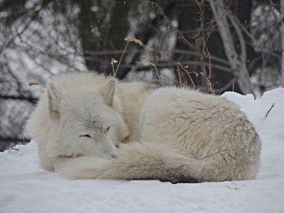 Sleeping Wolf, Wolf Poses, Lazy Animals, Wolf Husky, Zoo Park, Arctic Wolf, Wolf Love, Wolf Pictures, Wild Dogs