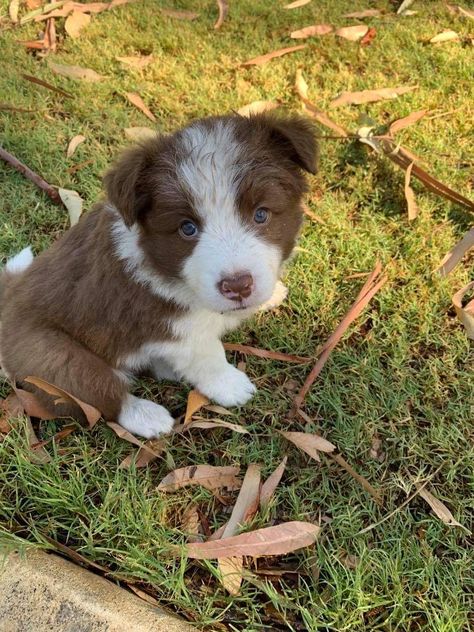 Border Collie Puppies Brown, Brown Dog With Blue Eyes, Brown And White Dog, White And Brown Dog, Border Collie Brown And White, Brown And White Puppy, Brown Border Collie Puppy, Border Collie Blue Eyes, Blue Eyed Dog