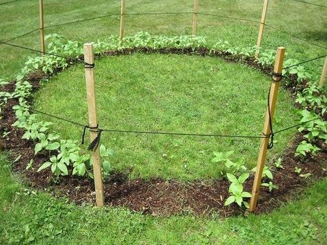 Sunflower house... so cool for the kids. Sunflower House, Plants Growing, Have Inspiration, How To Grow Taller, Lawn And Garden, Dream Garden, Garden And Yard, Amazing Gardens, Green Thumb