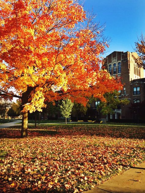 Central Michigan University in the Fall Central Michigan University Aesthetic, College Vision Board, Haunted Hayride, Central Michigan University, Michigan Wolverines Football, Wolverines Football, Central University, Michigan University, Michigan Football