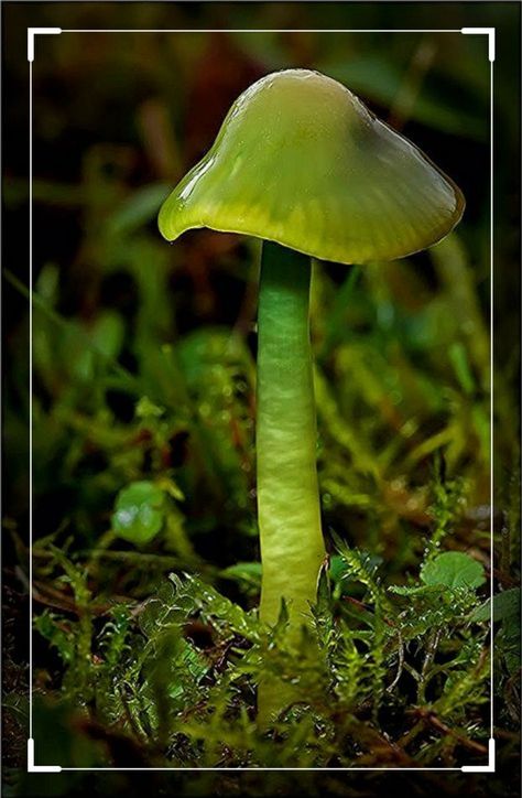 Parrot waxcap Waxcap Mushroom, Parrot Waxcap, Mushrooms Forest, Cute Mushrooms, Glowing Mushrooms, Mushroom Images, Lichen Moss, Mushroom Pictures, Slime Mould