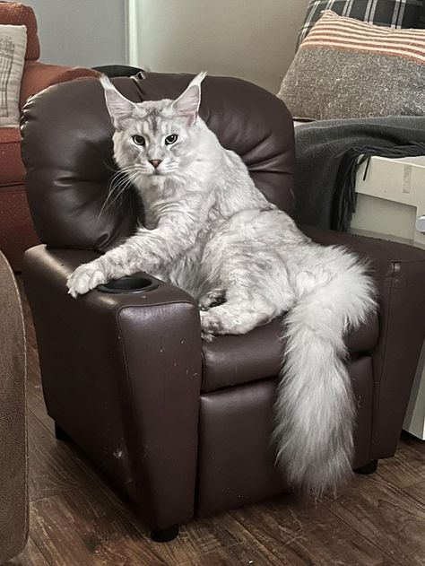 24 Awwdorable Maine Coon Cats Who Have Taken over Our Entire Living Rooms and Our Hearts - I Can Has Cheezburger? Cheezburger Cat, Pretty Animals, Whitetail Deer, Cat Aesthetic, Cat Diy, Pretty Cats, Maine Coon, Big Cats, Cat Toys