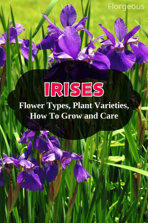 Irises Flower Types, Plant Varieties, Favorite Flower, Iris Flowers, Irises, Types Of Flowers, Beautiful Tree, How To Grow, Planting