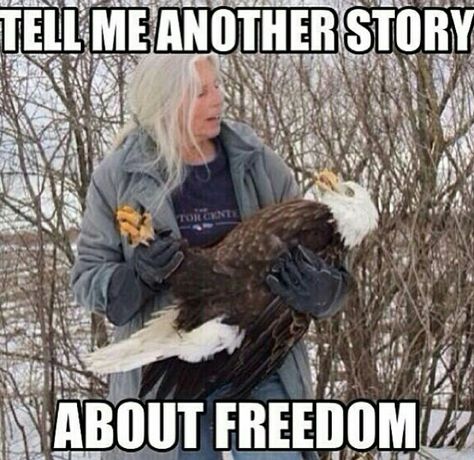 Freedom meme Fourth Of July Meme, 4th Of July Meme, 4th Of July Images, Country Jokes, Funny 4th Of July, Military Humor, An Eagle, Happy 4 Of July, E Card