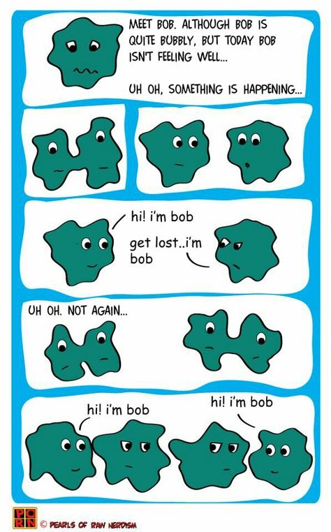 The curious case of binary fission and identity crisis...  HAHA great for cell division unit Biology Experiments, Science Cartoons, Science Comics, Human Embryo, Middle School Lessons, Identity Crisis, Cell Division, Teaching Biology, Biology Notes