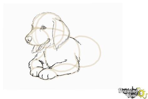 How to Draw a Golden Retriever Puppy - Step 8 Draw A Golden Retriever, Golden Retriever Sketch, Puppy Drawing Easy, Golden Retriever Drawing, Golden Retriever Training, English Golden Retrievers, Dog Design Art, Chien Golden Retriever, Puppy Sketch